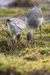 Black-tailed Godwit, Limosa limosa in environment