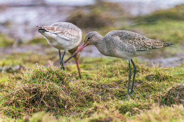 Black-tailed Godwit, Limosa limosa in environment