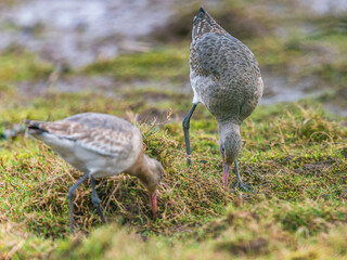 Black-tailed Godwit, Limosa limosa in environment