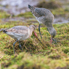 Black-tailed Godwit, Limosa limosa in environment