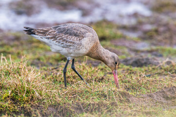 Black-tailed Godwit, Limosa limosa in environment