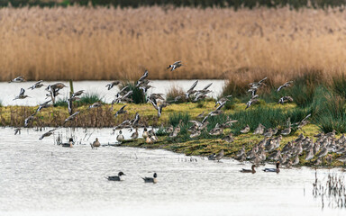 Black-tailed Godwit, Limosa limosa in flight in environment