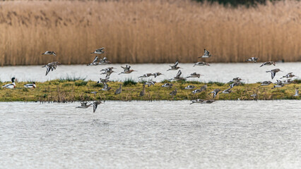 Black-tailed Godwit, Limosa limosa in flight in environment