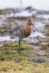 Black-tailed Godwit, Limosa limosa in environment