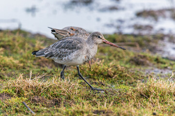 Black-tailed Godwit, Limosa limosa in environment
