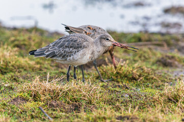 Black-tailed Godwit, Limosa limosa in environment