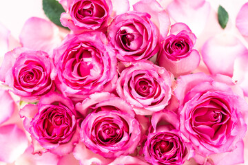 Pink roses