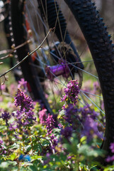 blooming spring forest flowers with bike rides.
Spring cycling in the forest among flowering carpets.