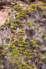 Fauna on Inca Trail day 1, Cusco Region, Peru, South America