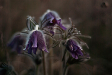 spring flowers in bloom.
Unusual flowering of sleep-grass