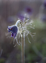 spring flowers in bloom.
Unusual flowering of sleep-grass