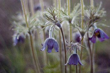 spring flowers in bloom.
Unusual flowering of sleep-grass