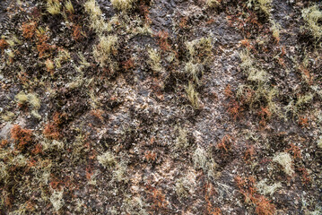 Moss on Inca Trail day 1, Cusco Region, Peru, South America