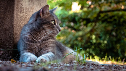 Gros plan de chat gris dans un jardin