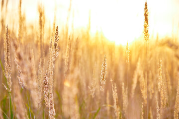 Yellow-green tall grass in a field against the setting sun