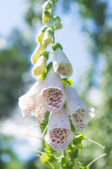 White foxglove wild flowers blooming drop shape to ground. Beautiful nature foreground focusing, decorated forest scenery.