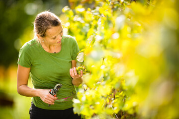 Woman picking grape during wine harvest - obrazy, fototapety, plakaty