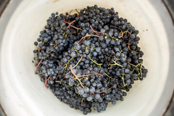 Freshly harvested red grapes in a pannier on a  vineyard (color toned image)