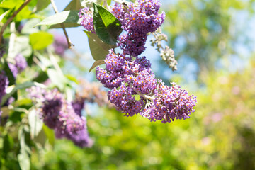 Purple wild flowers blooming along walking path. Beautiful vibrant scenery in seasonal changes.