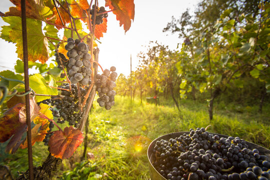 Freshly harvested red grapes in a pannier on a  vineyard (color toned image)