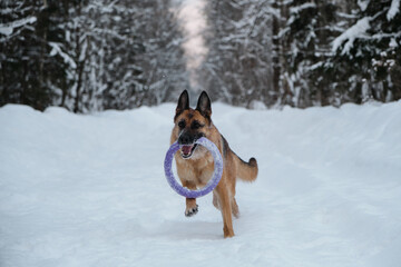 Active and energetic walk with dog in winter park. Outdoor games. Red and black German Shepherd is running fast along snowy forest road with blue round toy in teeth.