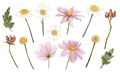Set of autumn flowers and leaves