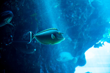 Fototapeta na wymiar deep water fish in aqurium