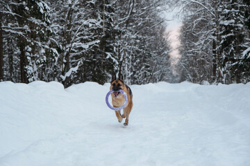 Active and energetic walk with dog in winter park. Outdoor games. Red and black German Shepherd is running fast along snowy forest road with blue round toy in teeth.