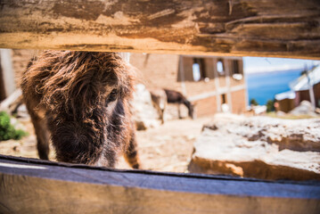 Donkey at Yumani Village, Isla del Sol (Island of the Sun), Lake Titicaca, Bolivia, South America