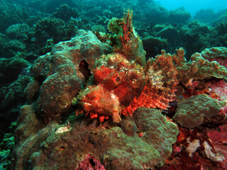 Fototapeta na wymiar A Bearded Scorpionfish resting on corals Cebu Philippines