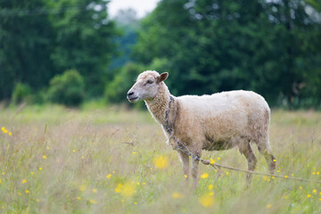Lone white sheep on blurry natural background. Domestic sheep on farmland. Lamb on green field in summer