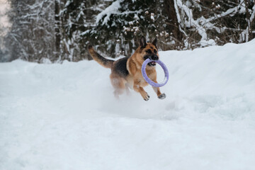 Active and energetic walk with dog in winter park. Outdoor games. Red and black German Shepherd is running fast along snowy forest road with blue round toy in teeth.