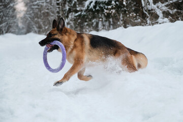 Active and energetic walk with dog in winter park. Outdoor games. Red and black German Shepherd is running fast along snowy forest road with blue round toy in teeth.