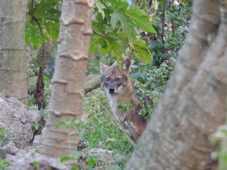 wolf in the woods