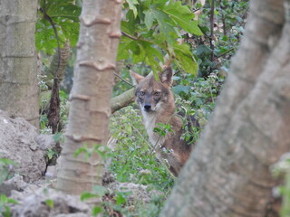 Golden Jackal looking towards the camera man angrily