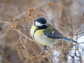 Fototapeta premium Cute bird Great tit, songbird sitting on a branch without leaves in the autumn or winter.