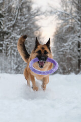 Active and energetic walk with dog in winter park. Outdoor games. Red and black German Shepherd is running fast along snowy forest road with blue round toy in teeth.