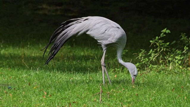 The Blue Crane, Grus paradisea, is an endangered bird specie endemic to Southern Africa. It is the national bird of South Africa
