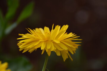 Yellow flower