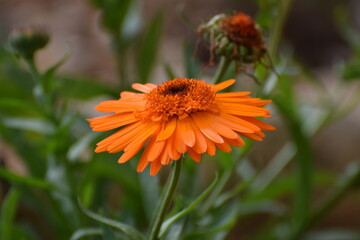 Pot marigold