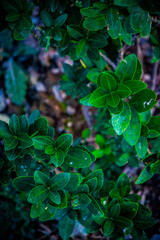 leaves in the garden