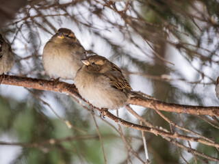 Two Sparrows sits on a branch without leaves.