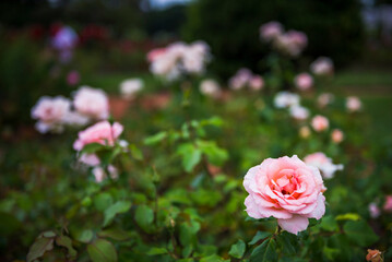 Rose Garden Walk, Palermo, Buenos Aires, Argentina, South America