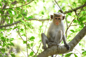 jeune macaque à toque portrait sur arbre