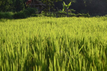 green rice field