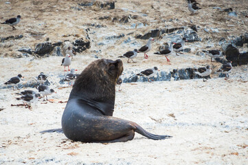 Beagle Channel Sea Lion colony, Ushuaia, Tierra Del Fuego, Patagonia, Argentina, South America