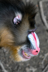 Detail closeup shot of mandrill, Mandrillus sphinx, primate native to tropical rainforests of...