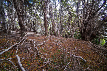 Tierra Del Fuego National Park, Ushuaia, Patagonia, Argentina, South America