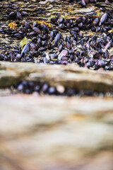 Tierra Del Fuego National Park, Ushuaia, Patagonia, Argentina, South America