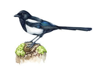 Magpie bird watercolor illustration. Hand drawn realistic pica pica avian. Common eurasian magpie on a tree branch. Wildlife single forest bird. Isolated on white background